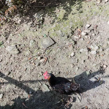 Les Deux Pigeonniers